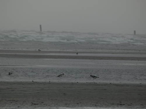 Eurasian Oystercatcher