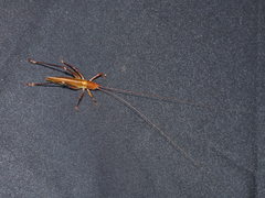 Ischnomela pulchripennis