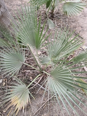 Washingtonia filifera