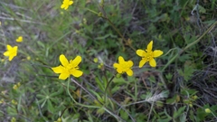 Ranunculus canus canus
