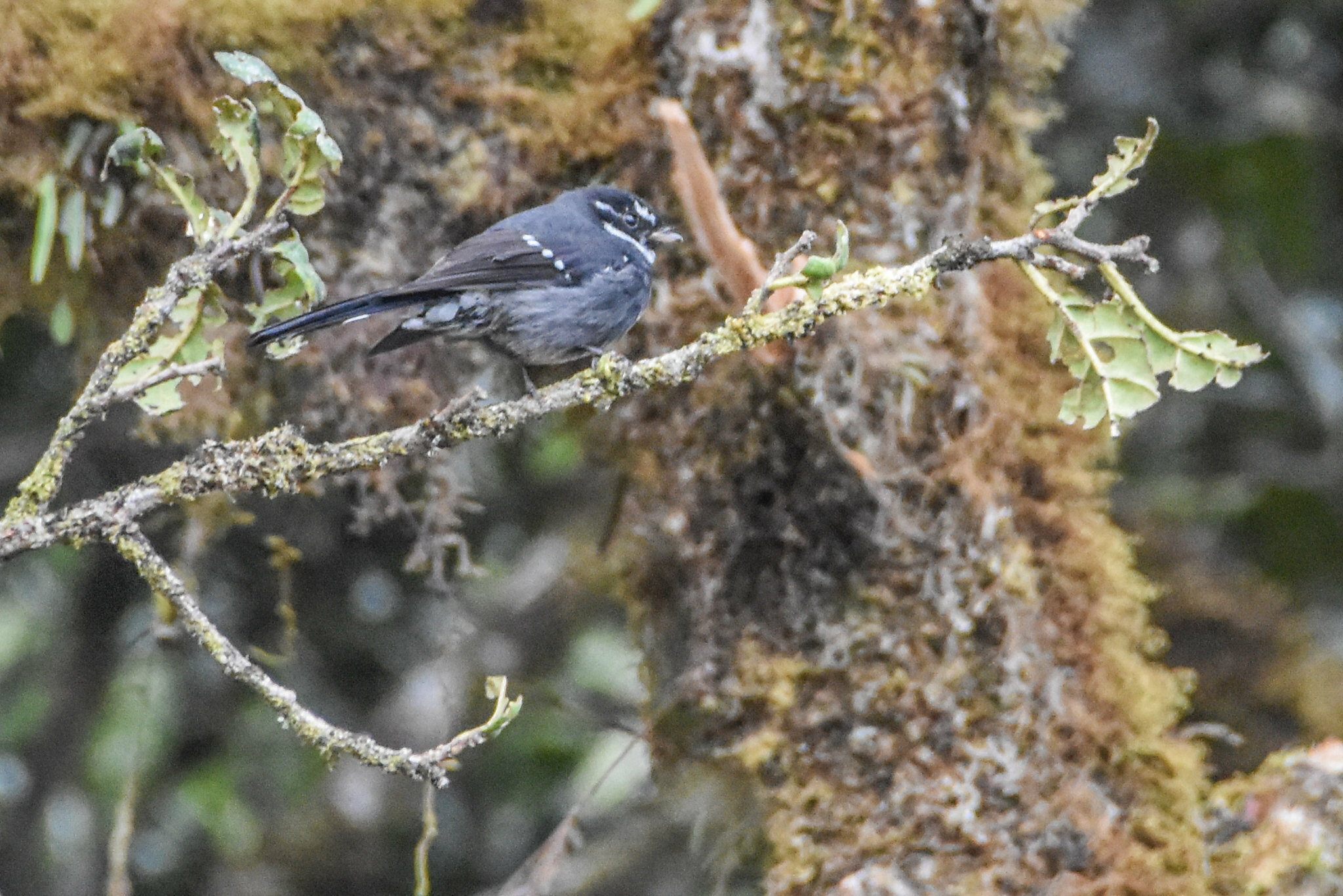 Friendly Fantail (Rhipidura albolimbata), photo 9