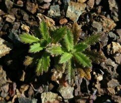 Streptanthus glandulosus pulchellus