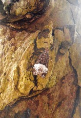 Scoparia minusculalis