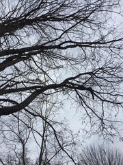 Robinia pseudoacacia