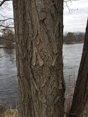 Robinia pseudoacacia
