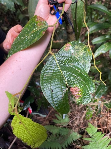 Cryptocarya macrocarpa observed 2023-10-20