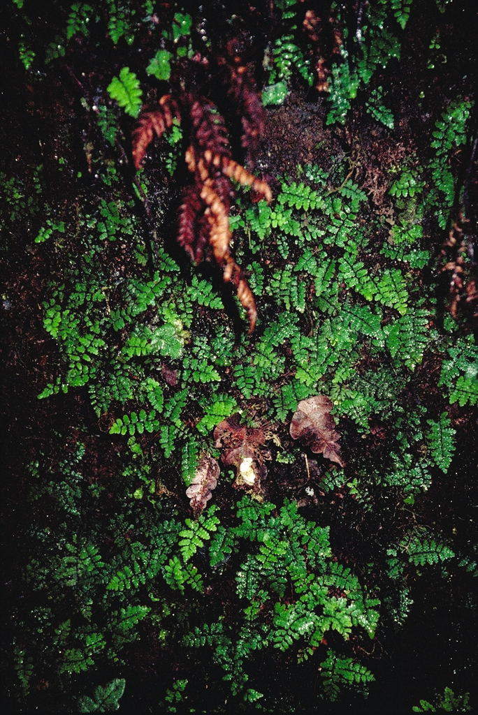 Coryphopteris marquesensis