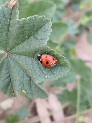 Coccinella septempunctata