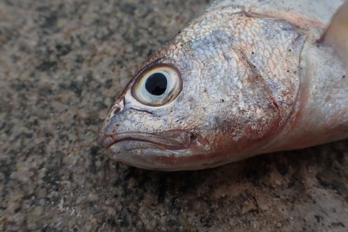 Corvina drum (Cilus gilberti) — Sciaenidae — 3
