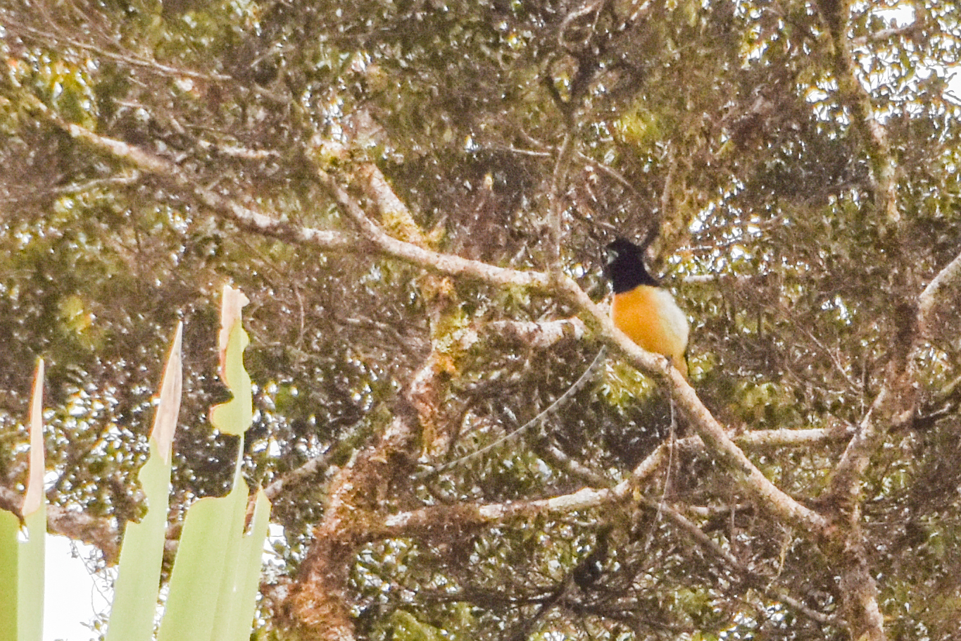 King of Saxony Bird-of-paradise (Pteridophora alberti), photo 9