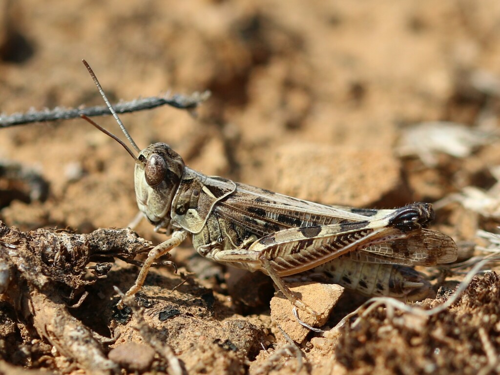 Locust Rondevous Moroccan Locust from Saint-Martin-de-Crau, France on June 16, 2023 by ...