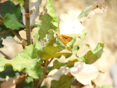 Atalopedes campestris huron