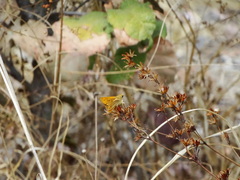 Atalopedes campestris huron