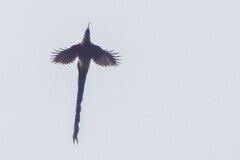 Brown Sicklebill photo 3