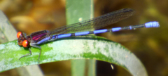 Argia oenea
