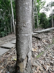 Aspidosperma desmanthum