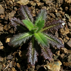 Streptanthus glandulosus pulchellus