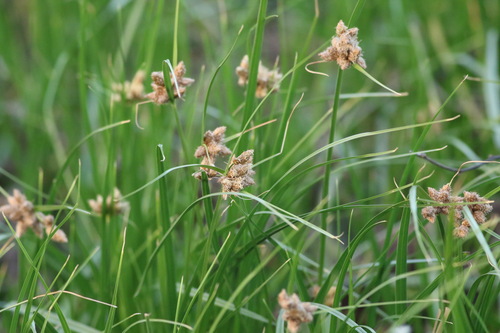 Bolboschoenus maritimus observed 2022-02-24