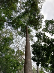 Aspidosperma desmanthum