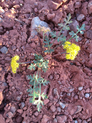 Cymopterus