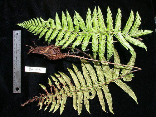 Coryphopteris quaylei observed 2003-11-25