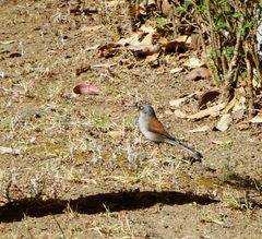 Junco phaeonotus