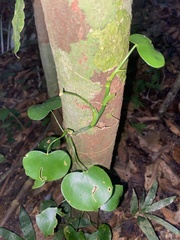 Philodendron grazielae, photograph (c) fern Wildtruth, some rights reserved (CC BY)