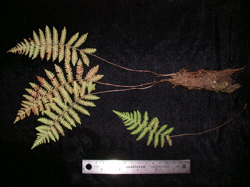 Coryphopteris quaylei observed 2003-12-08