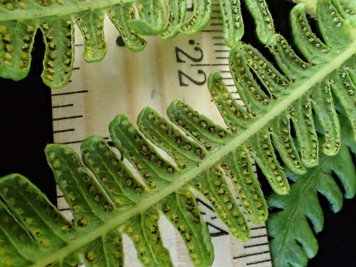Coryphopteris quaylei observed 2017-11-04