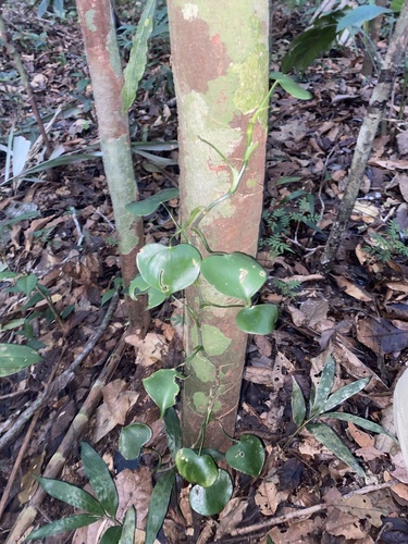 Philodendron grazielae, photograph 3