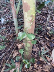 Philodendron grazielae, photograph (c) fern Wildtruth, some rights reserved (CC BY)