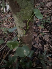 Philodendron grazielae, photograph (c) fern Wildtruth, some rights reserved (CC BY)
