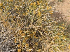 Gutierrezia microcephala