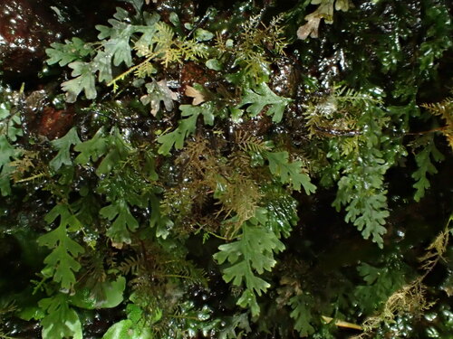 Crepidomanes draytonianum