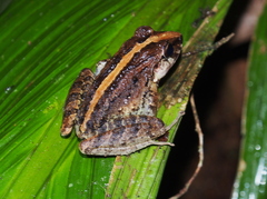Fitzinger's Robber Frog photo 3