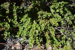 Vaccinium confertum
