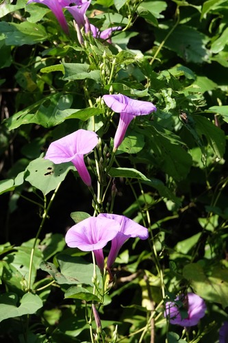 Ipomoea pedicellaris