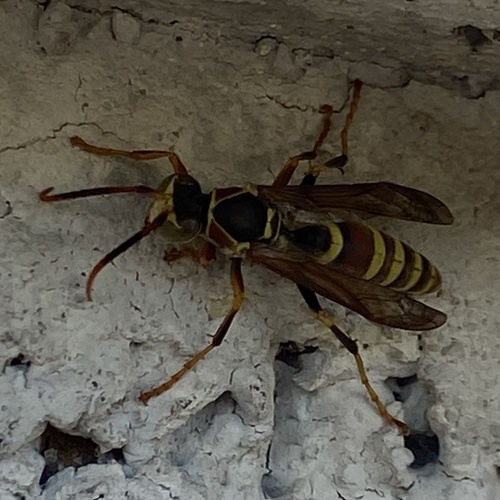 Guinea Paper Wasp