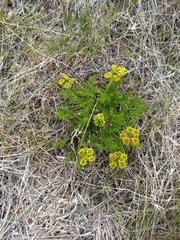Lomatium grayi