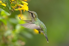 Red-Billed Emerald photo 2