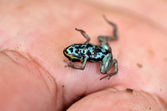 Lovely Poison Frog photo 2