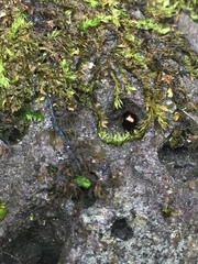 Stethotrypes raffrayi