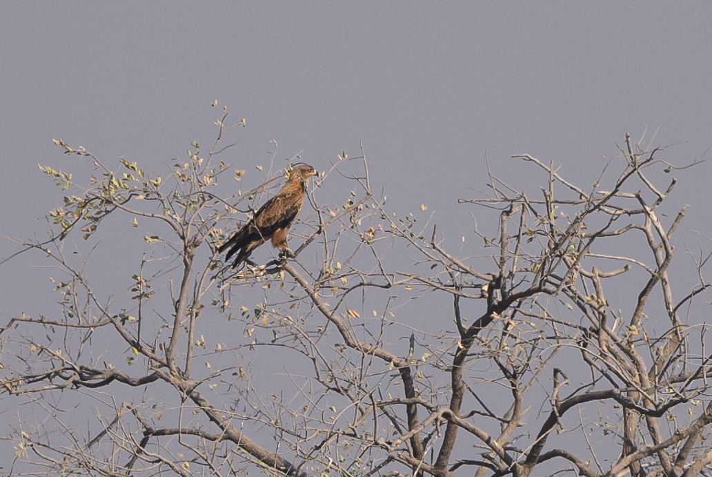 Tawny Eagle