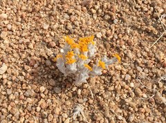 Eriophyllum pringlei