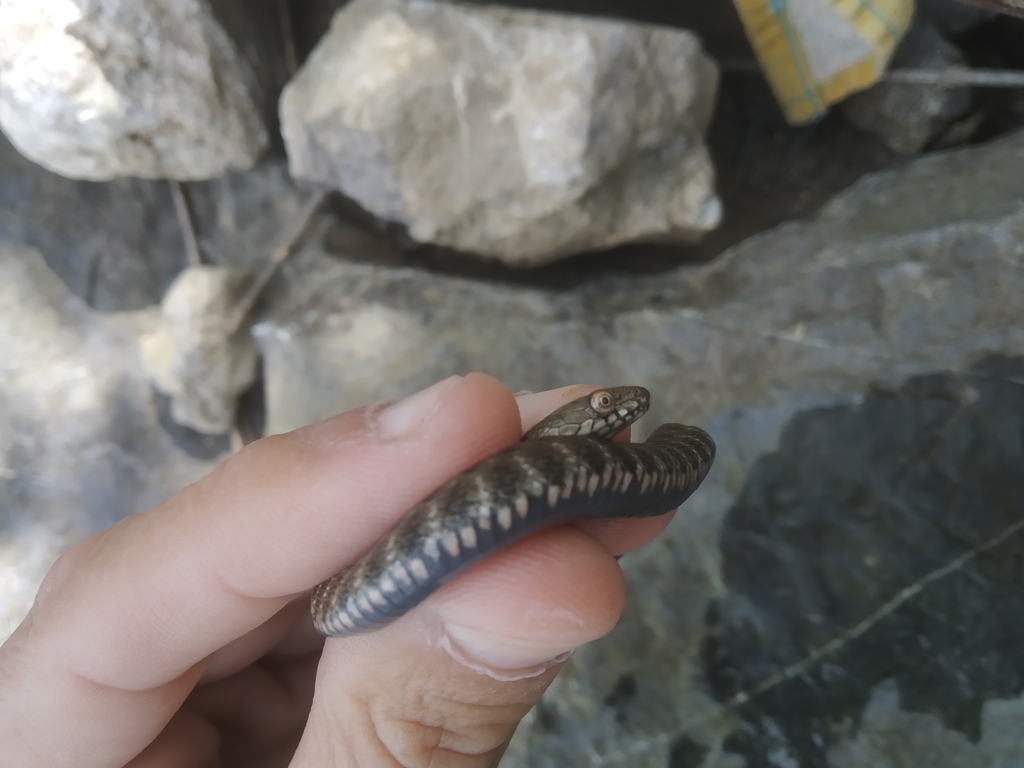 Tessellated Water Snake from Auvergne-Rhône-Alpes, France on July 28 ...