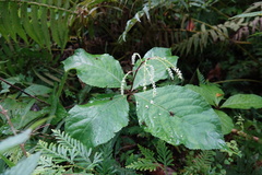 Chloranthus oldhamii