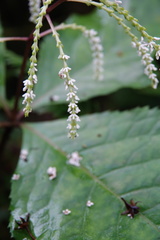 Chloranthus oldhamii