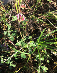 Trifolium bifidum decipiens