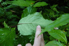 Chloranthus oldhamii