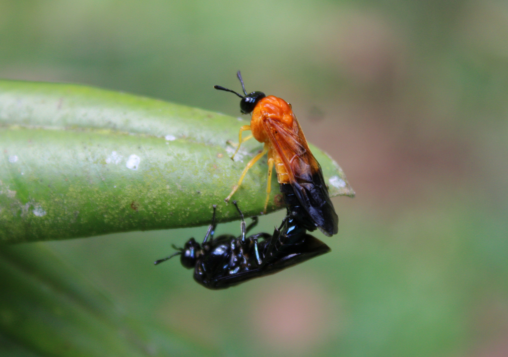 Pachylostictinae